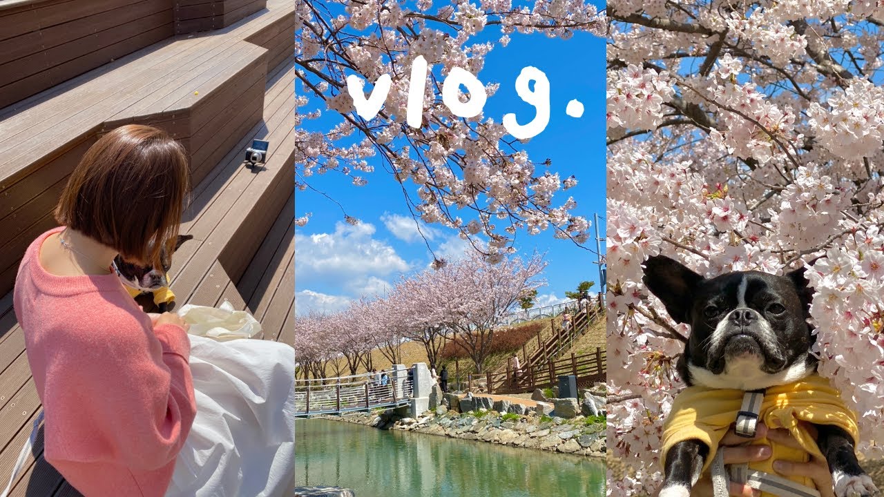 벚꽃 vlog:: 부산 벚꽃 명소 top3 추천,영도 도날드 떡볶이,사랑니 발치한 썰 푼다,,🌸