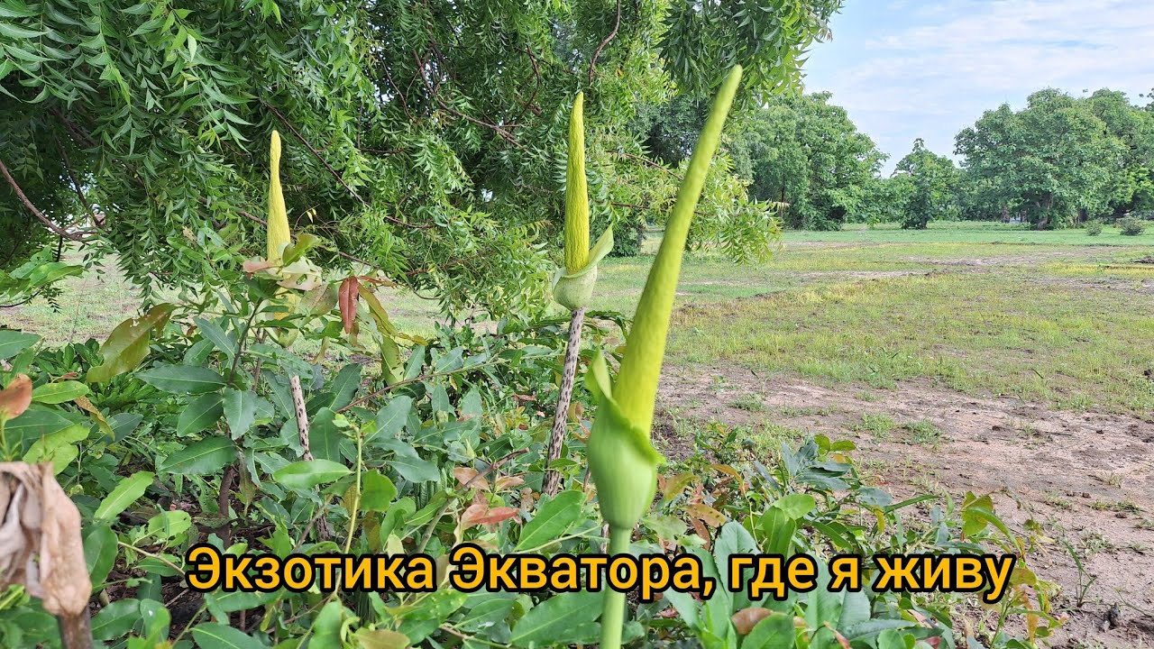 #120 Экзотические растения Африки / Гана
