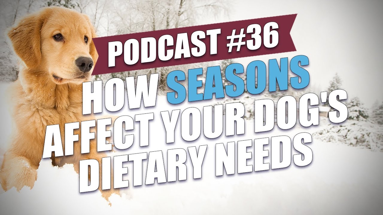 TOP #36: How Seasons Affect Your Dog's Dietary Needs