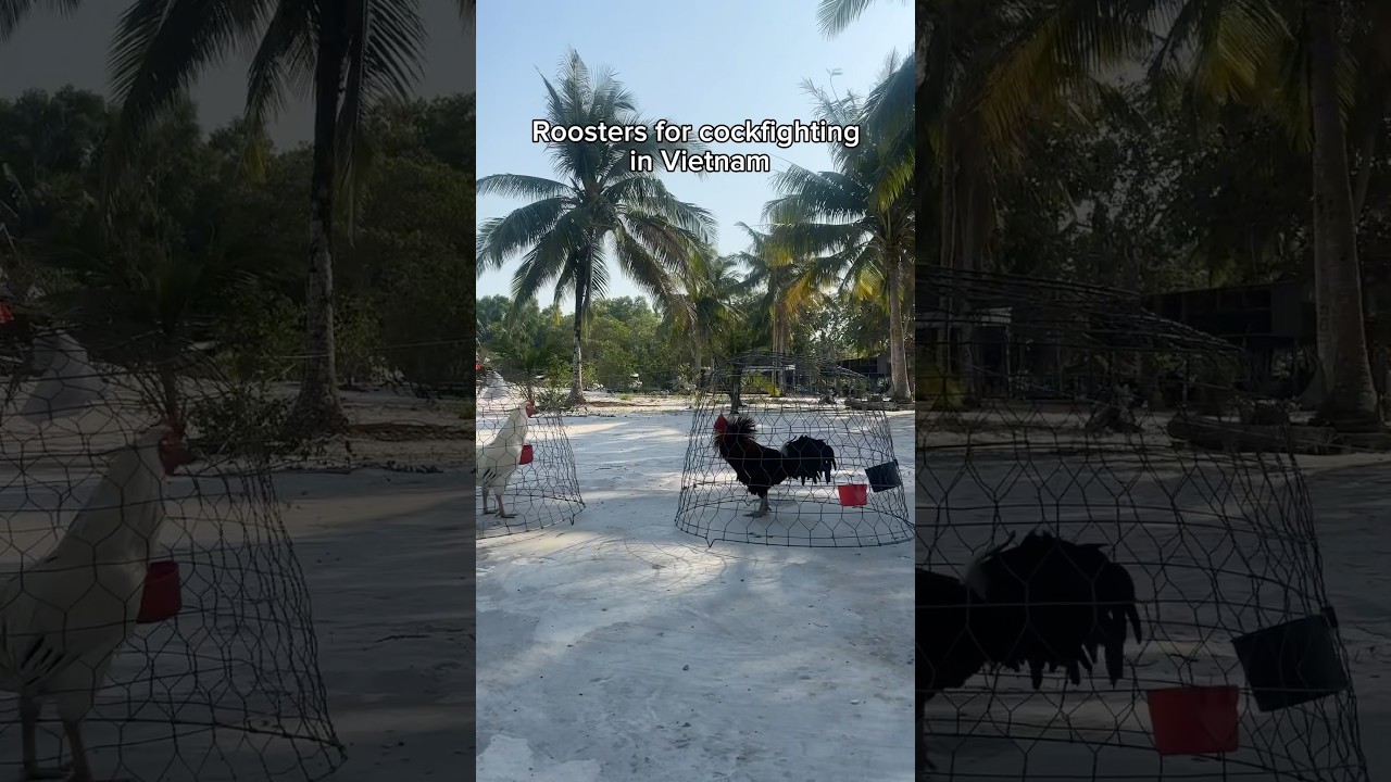 Roosters for cockfighting in Vietnam #cockfighting #cockfightingvietnam #vietnam #phuquoc