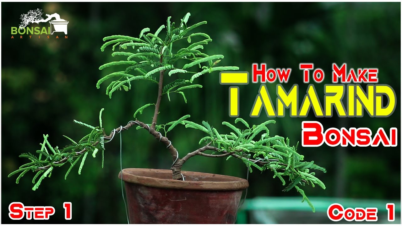 How To Make  Tamarind Bonsai From Seeds | Step 1 | তেঁতুল  বনসাই পদ্ধতি| Bonsai Artisan | AQIB |