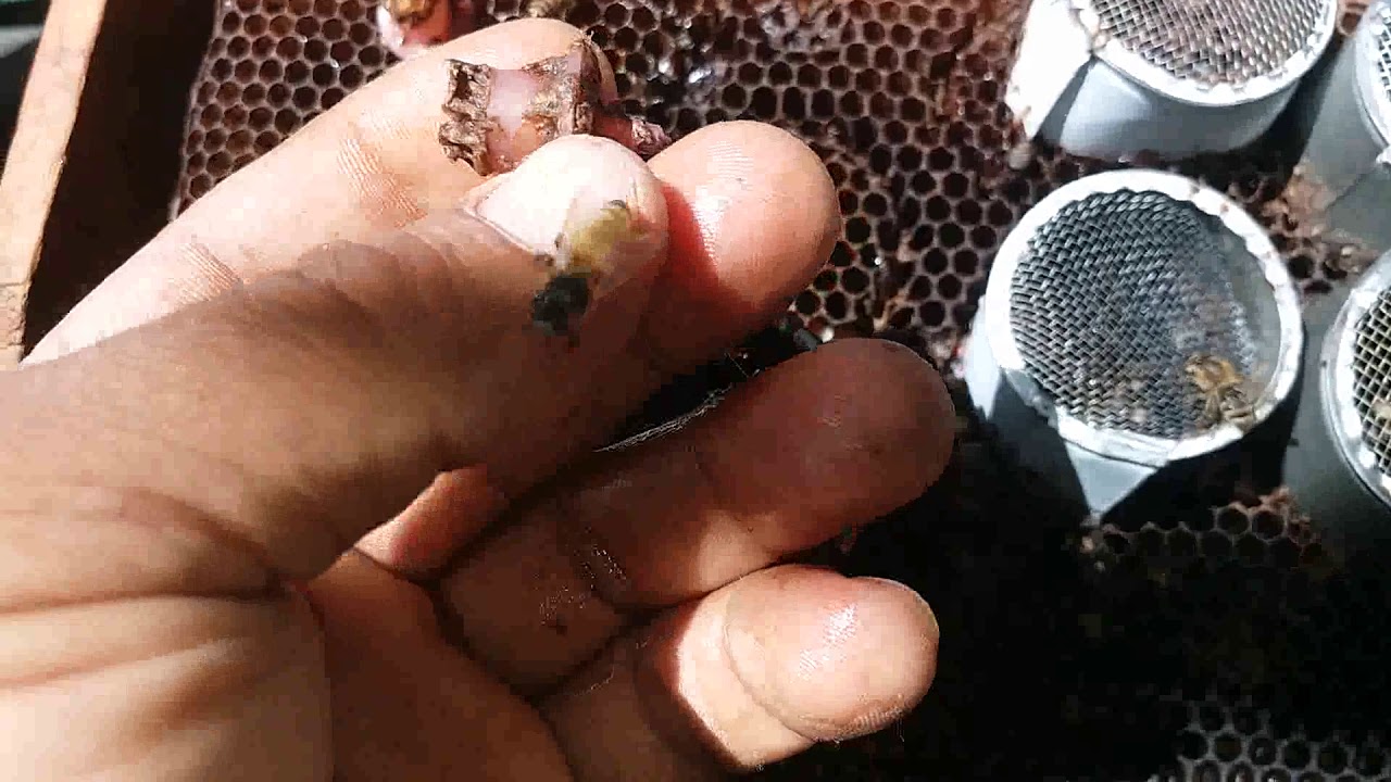 شاهد خروج العذراء من الكؤوس الملكيه التعرف على اشكال البيوت الملكيه واشكال العزاره ان شاء الله