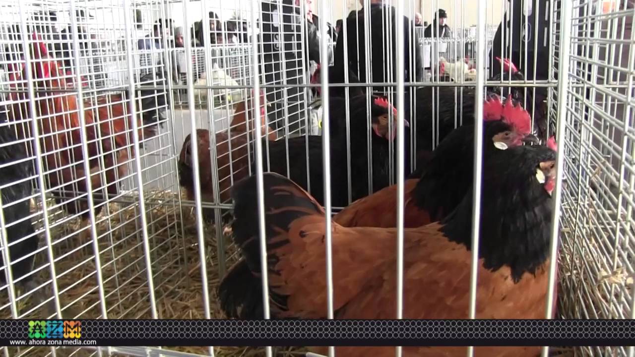 07 02 15 Exposción Eoalak