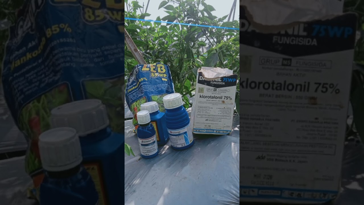 harga pestisida dan fungisida mahal   harga cabe  rawit anjlok