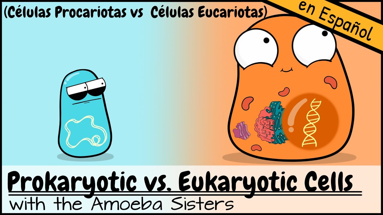 Células Procariotas vs  Células Eucariotas