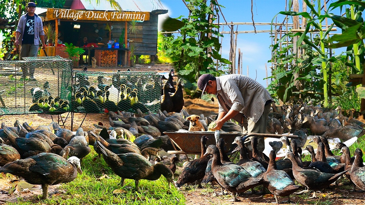 Duck Farming Basics | Proper Feeding Methods and Natural Fertilizer for Crops
