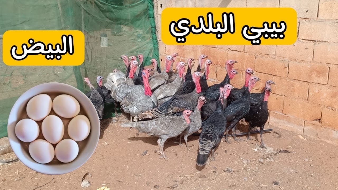 مشروع دجاج 🐓 او تربية الديك الرومي 🦃 الإجابة عند سميرة 🤩 بيض بيبي 🥚