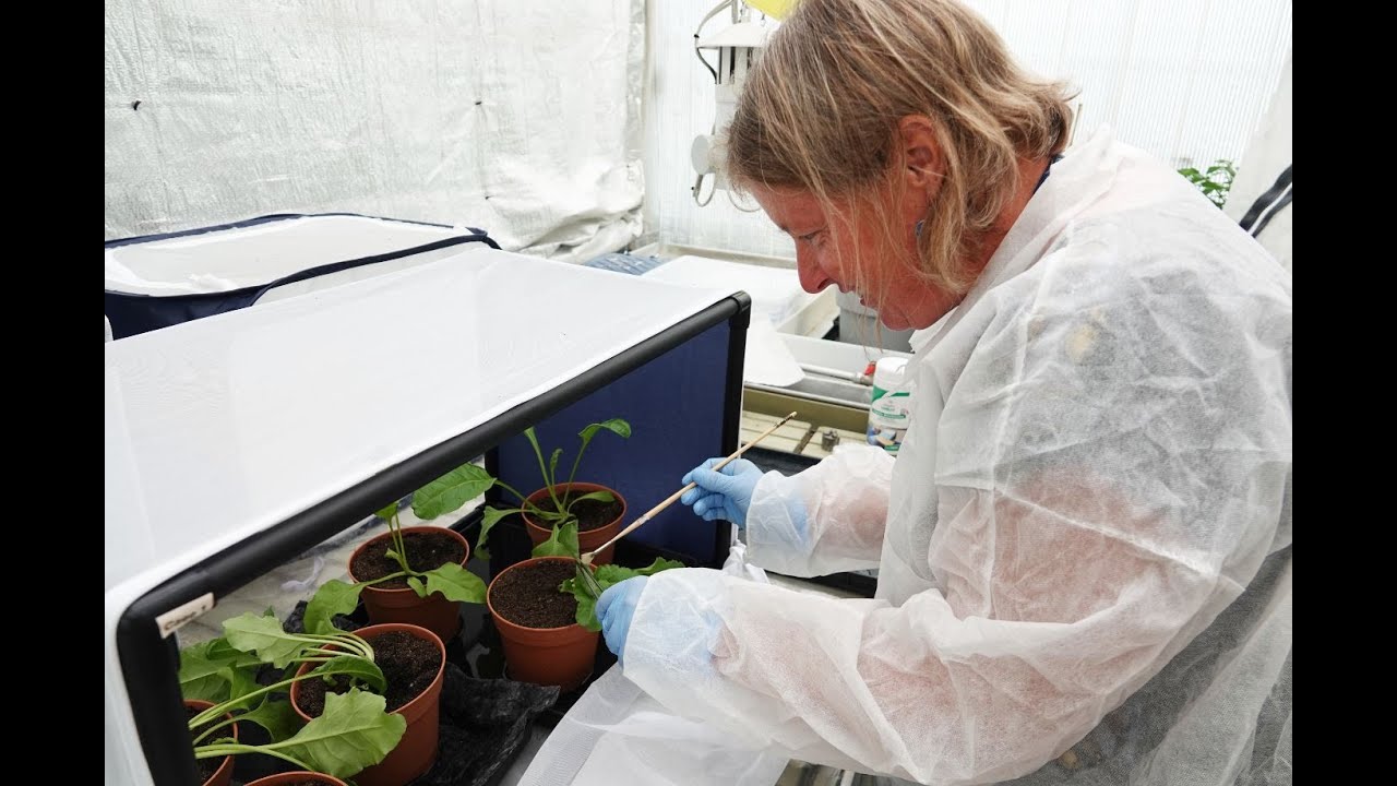 Resistance testing of sugar beet varieties to yellowing virus at GEVES