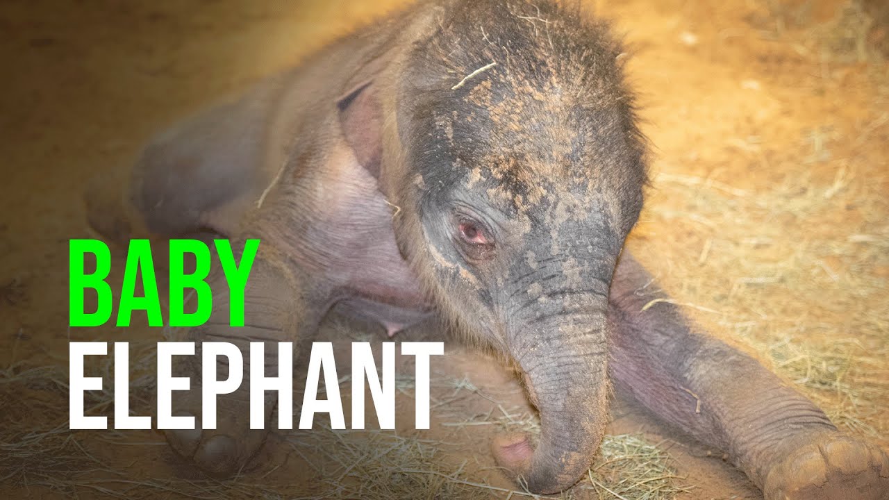 It’s A Girl! Asian Elephant Gives Birth At The Houston Zoo