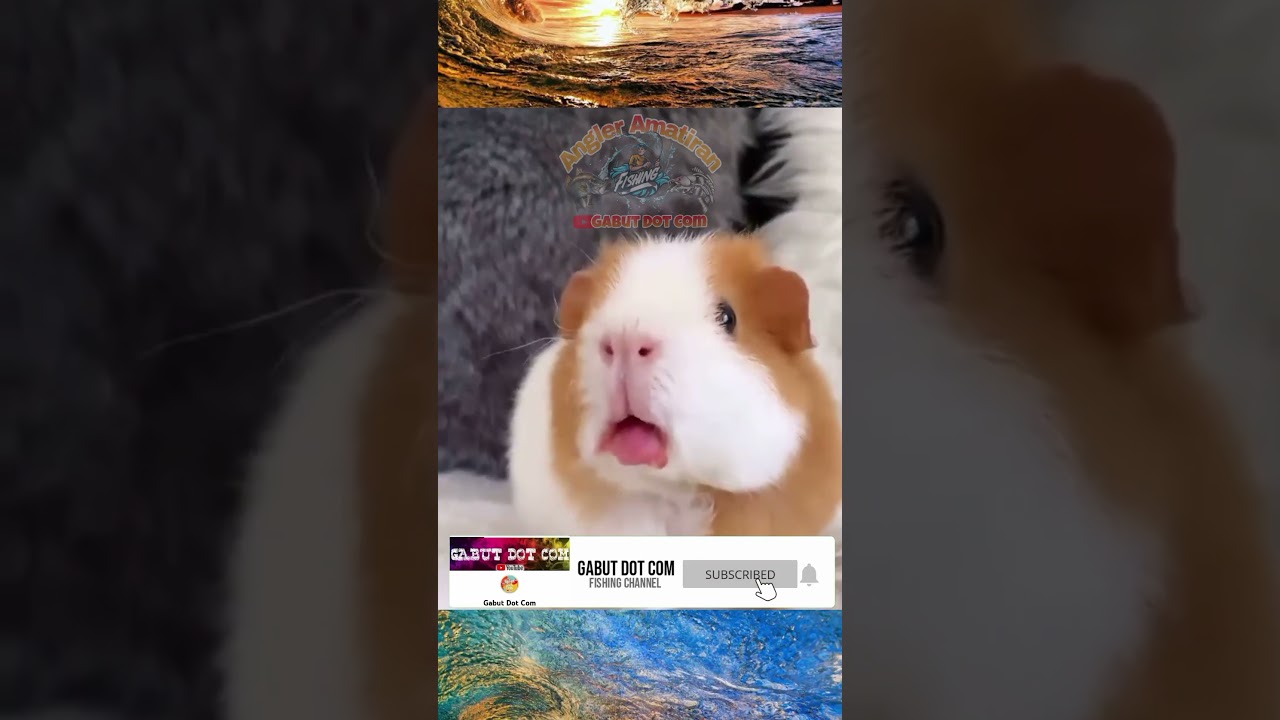MARMUT dan SUARANYA Lucu Sekali #marmut #hamsters #shortvideo