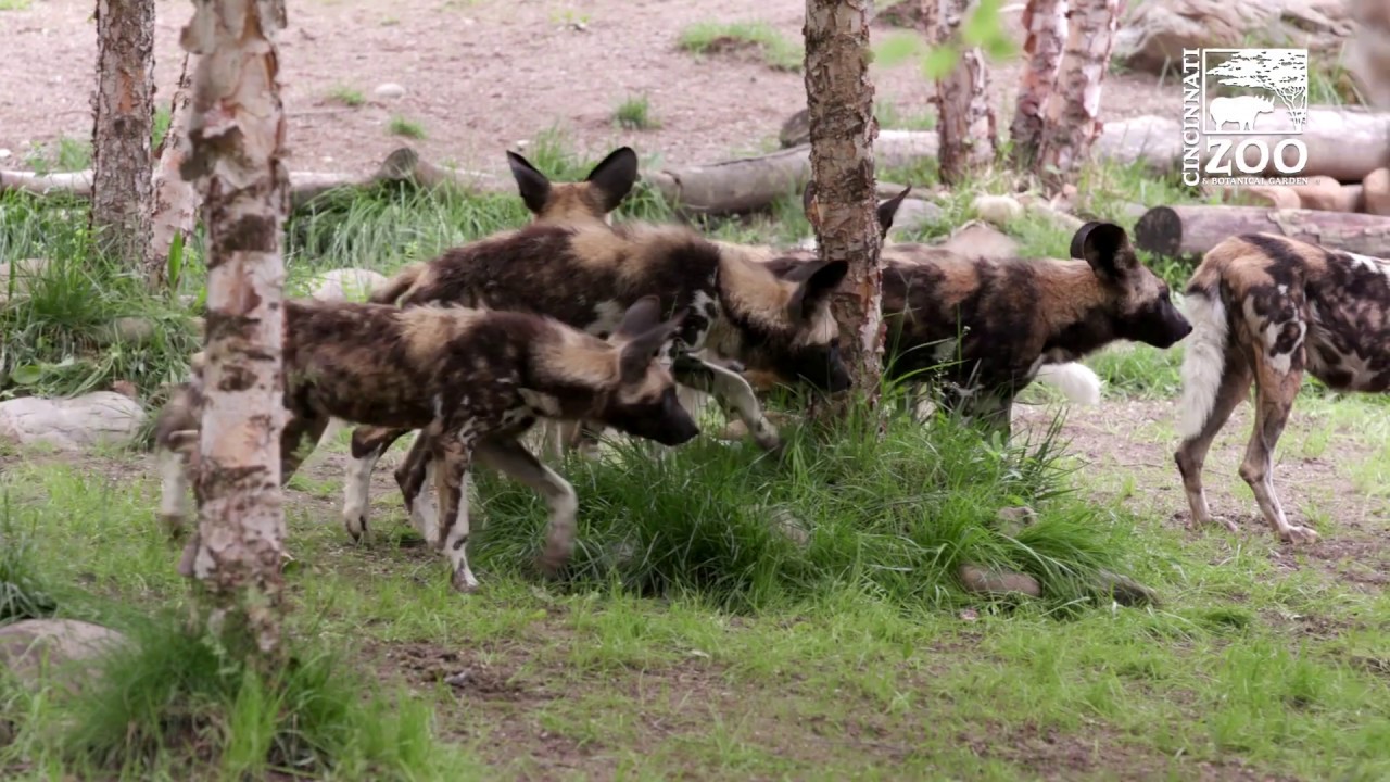 New Painted Dog Pups and Mom Exploring Their Habitat - Cincinnati Zoo