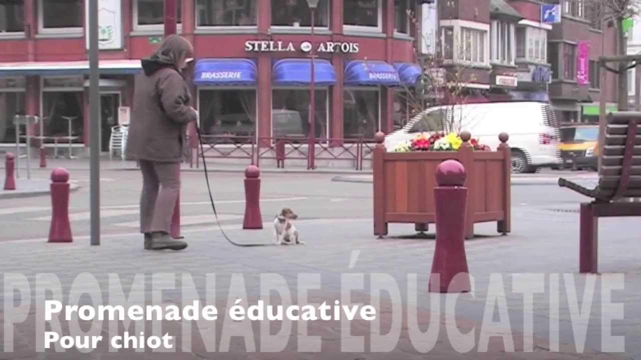 promenade &eacute;ducative pour chiot