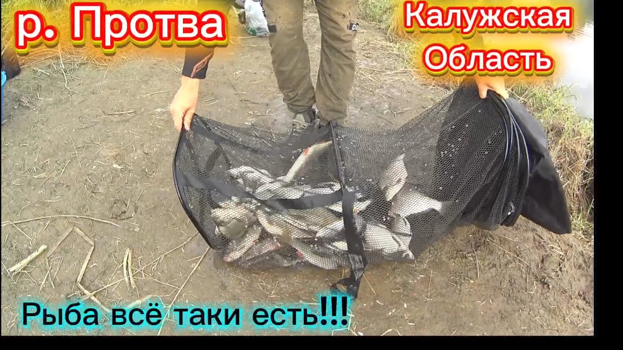 РЫБА ЕСТЬ. р. ПРОТВА. РЫБАЛКА НА ФИДЕР