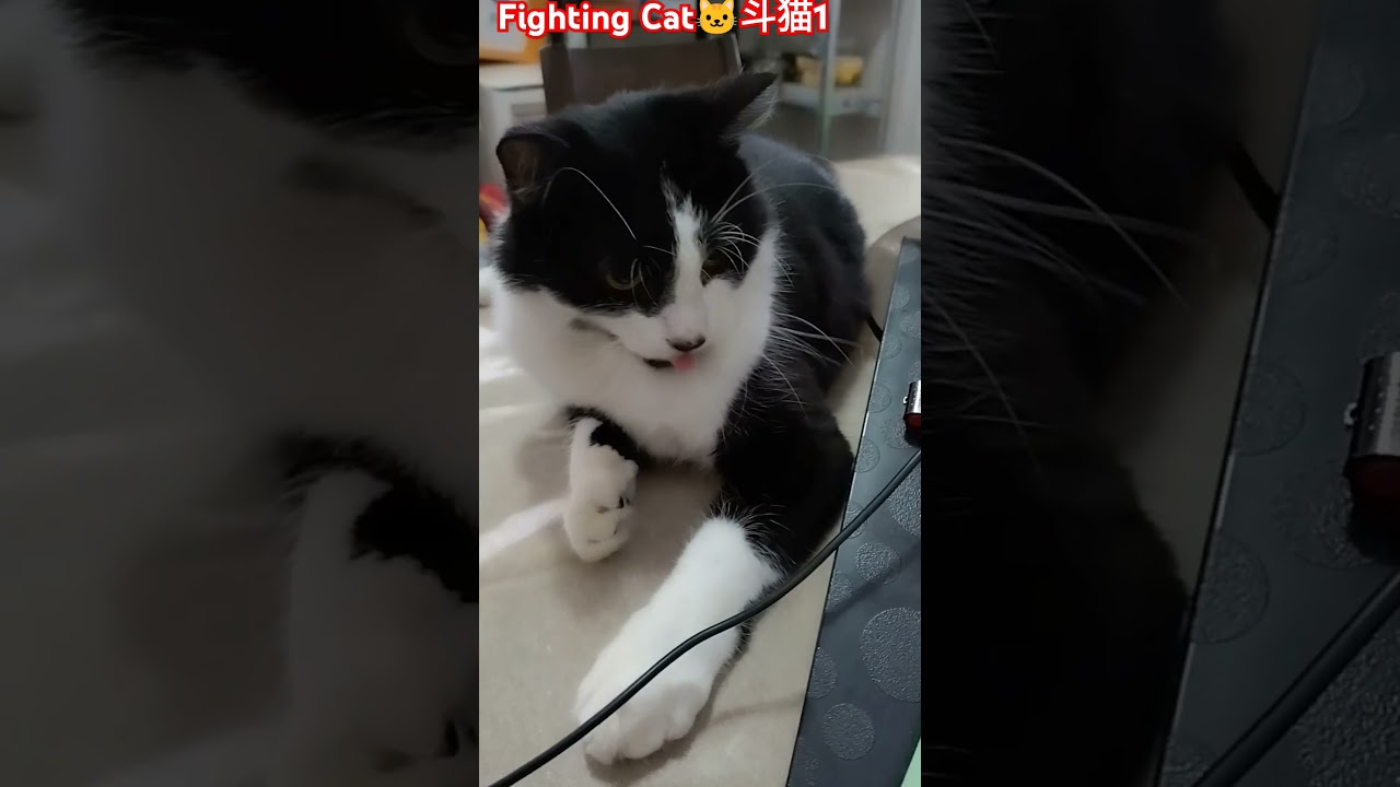 Fighting Cat斗猫计1#cat #cute #pets #animal #pets #funny #funnyvideo