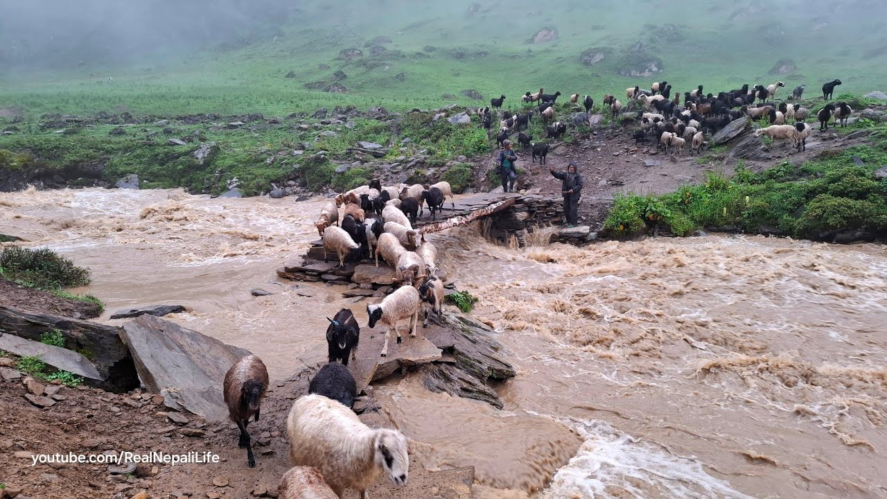 This is Sheep Shepherd Life | Sheep Herd Crossing the Raw Bridge | Real Nepali Life🇳🇵
