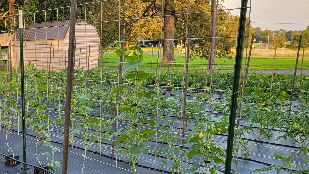 Saturday Garden Walk Through June 21, 2025