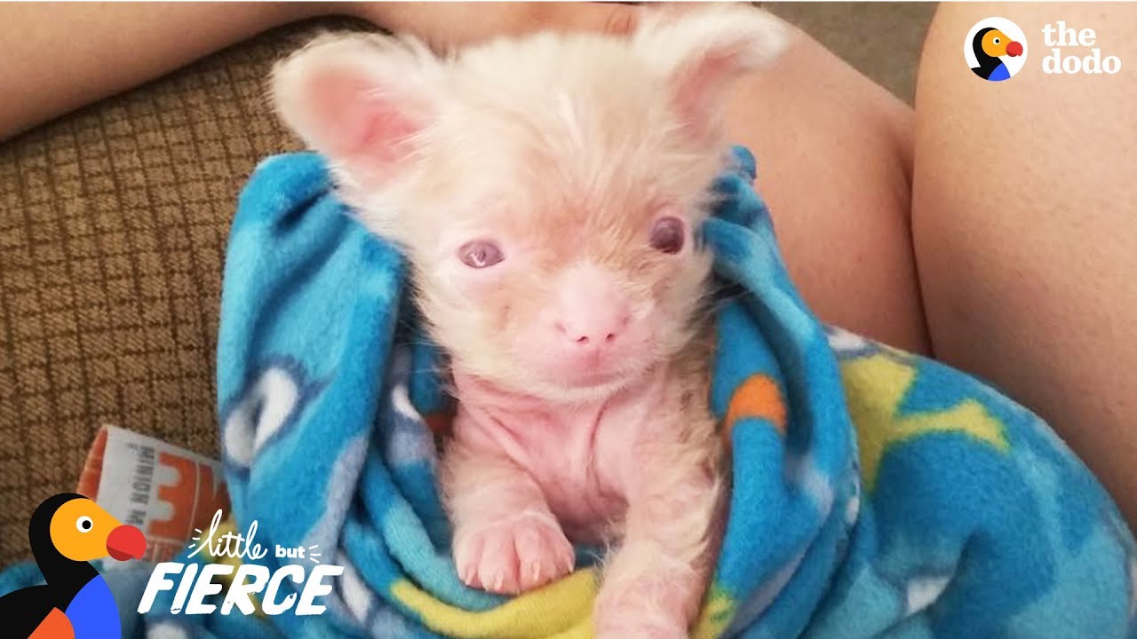 Newborn Albino Puppy Shows His Mom He's A Survivor - LUCKY | The Dodo Little But Fierce