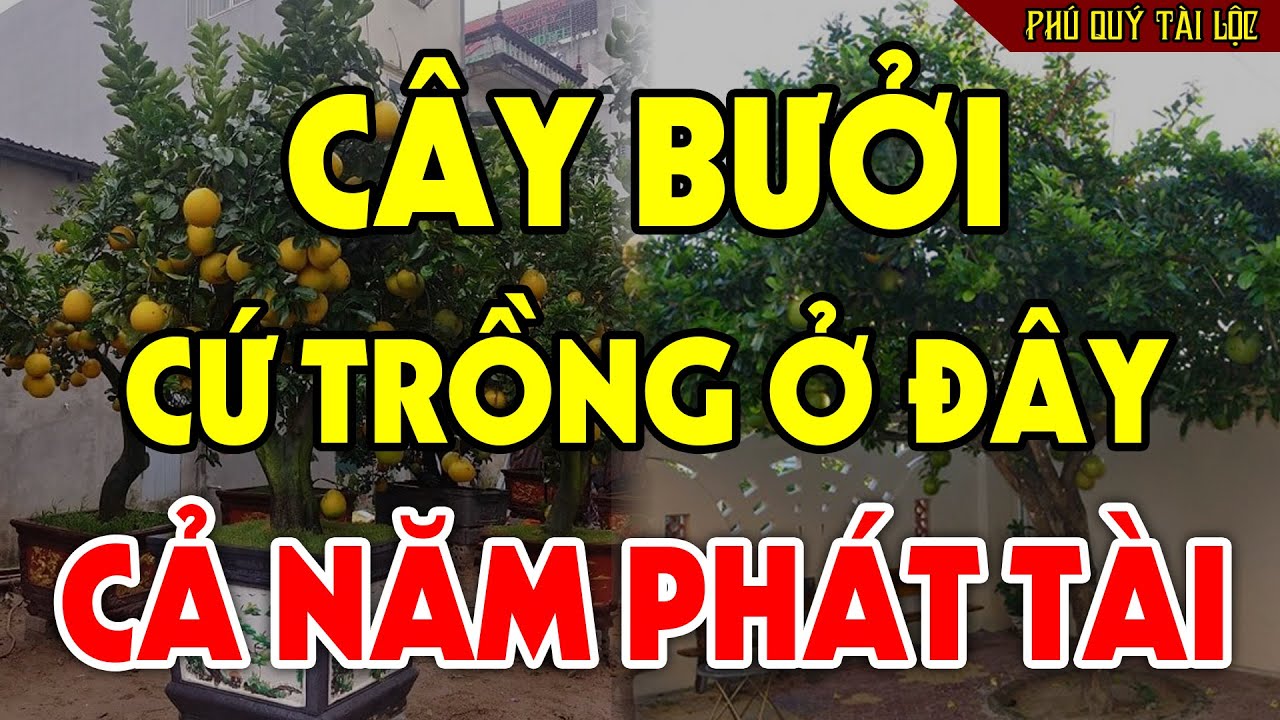 Cứ Trồng CÂY BƯỞI Vào Chỗ Này Để HÚT TÀI LỘC VÀO NHÀ, Tiền Vàng Ùn Ùn Kéo Vào Như Nước