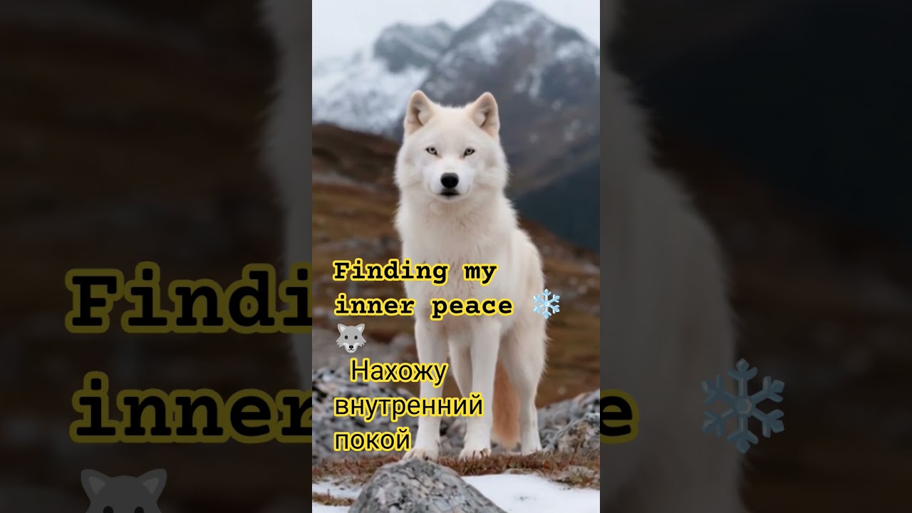 The King of the Mountains 🏔️🐺​ Король гор 🏔️🐺