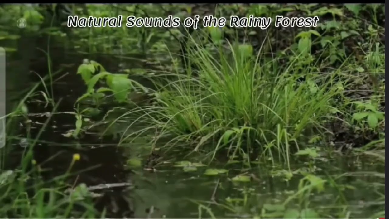 Exploring the Science of Sound Healing: Relaxing White Noise with piano music: 432Hz Miracle Healing