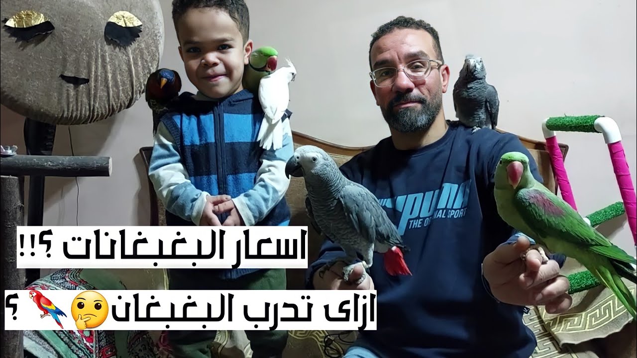 اسعااار البغبغانات وتدريب البغبغانات على الكلام والتأاكيل اليدوى للمبتدئين مع أ/ يوسف الغاوى