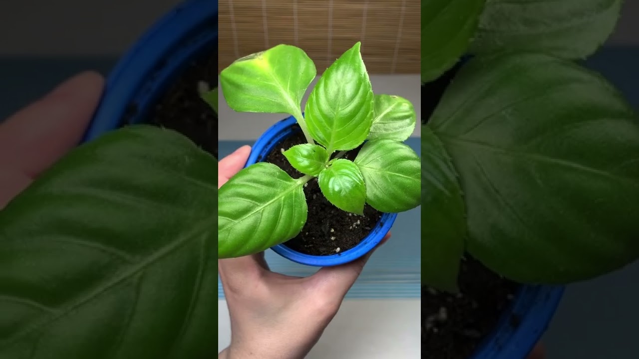 Обрезка и укоренение бальзамина со свопа #shorts #бальзамин #impatiens