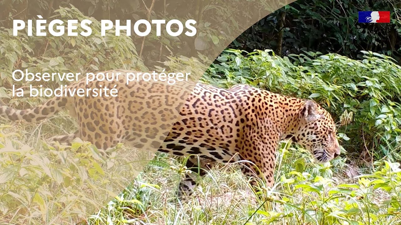 Pièges photographiques : observer pour protéger la biodiversité