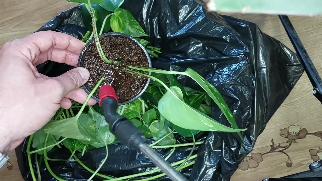 Як розмножити сциндапсус епіпремнум філодендрон. Швидко та надійно. Сергій Plant Helper.