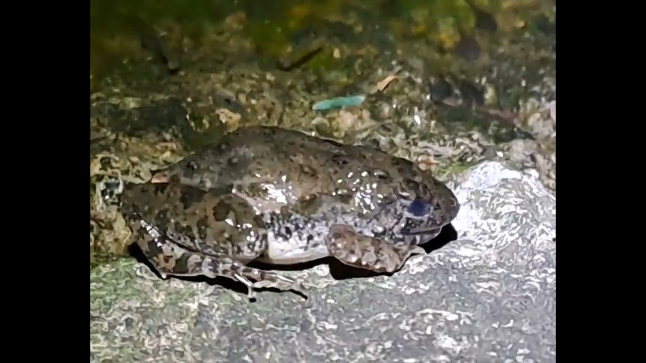 Phrynobatrachus natalensis behavior