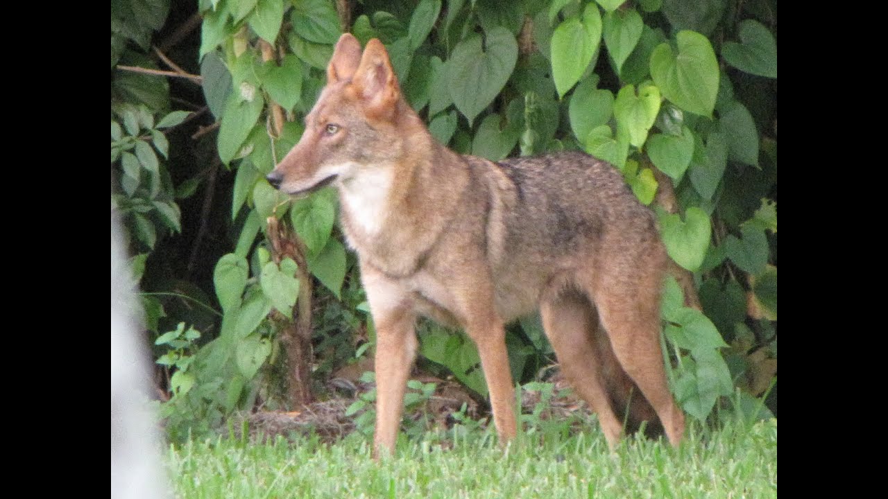 Coyotes of Florida