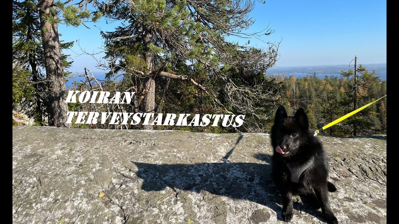 Koiran terveystarkastus