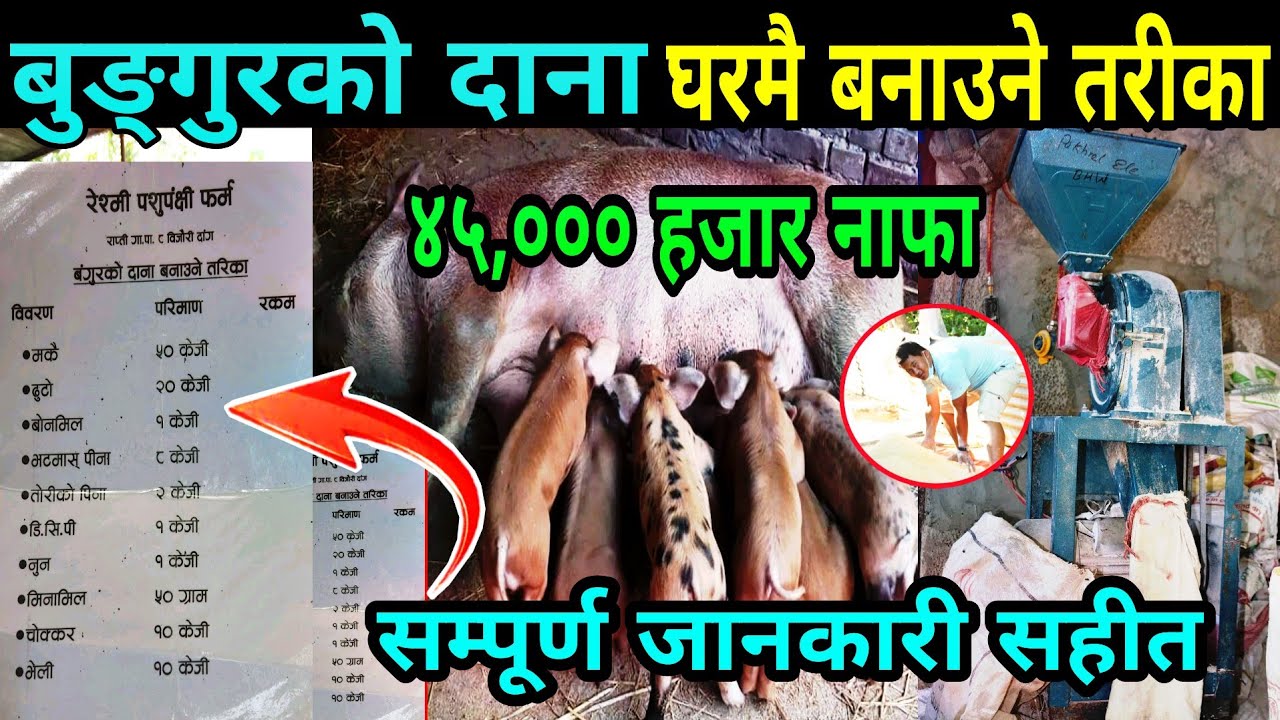 बुङ्गुर पालन बाट मज्जाले कमाउने हो?सस्तोमा घरमै दाना बनाउने यो formula सिक्नुहोस|PGC Mix bungur dana
