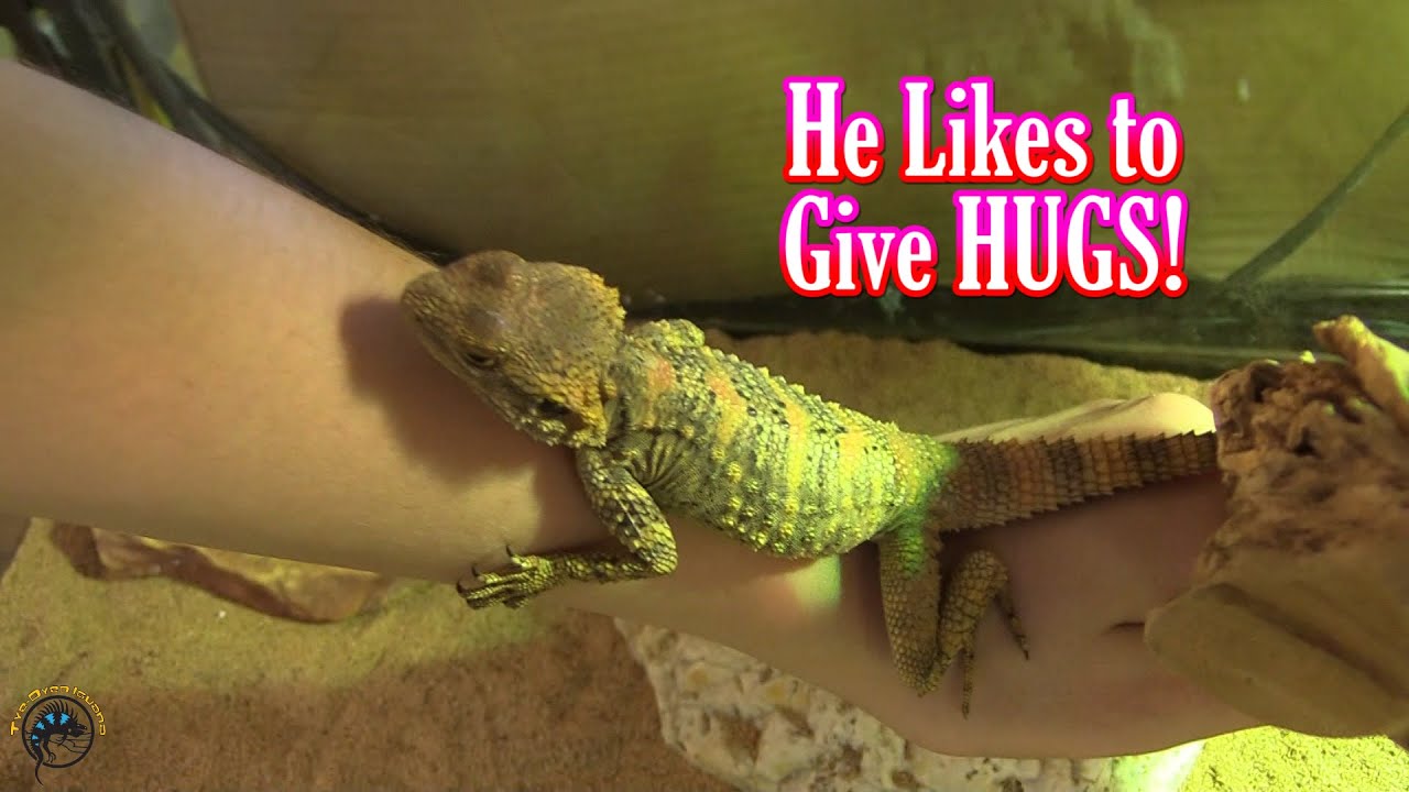 Artistic Lizards? 🎨🦎 Showing Off Our Beautiful Painted Agamas Who'd Love to Find Forever Homes!