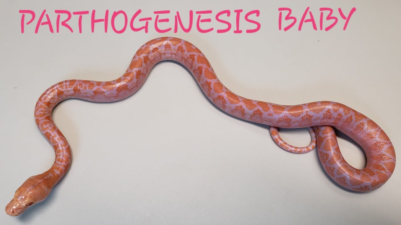 RETICULATED PYTHON PARTHENOGENESIS