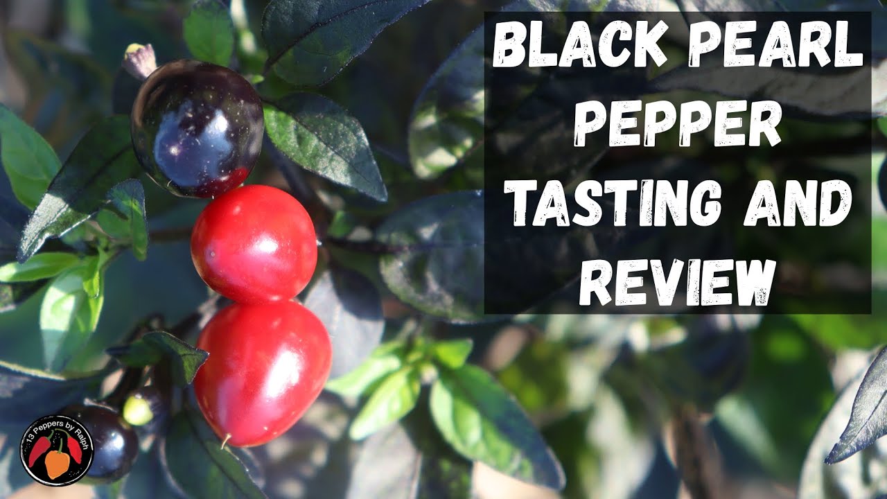 Black Pearl Pepper Tasting and Review