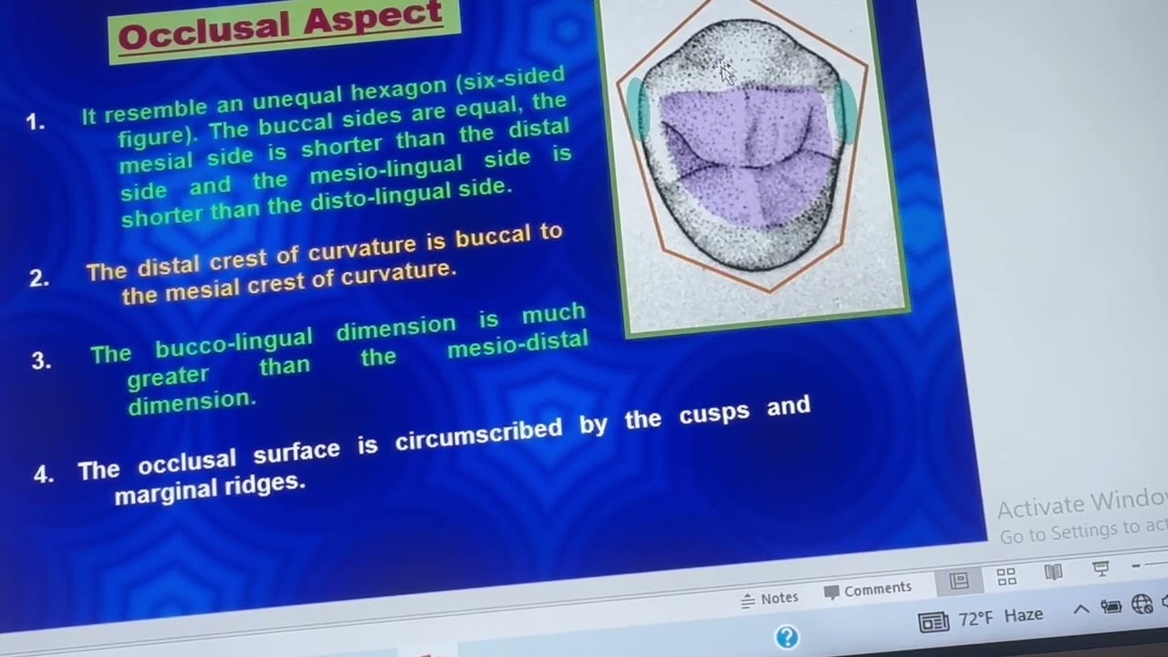 Maxillary premolars