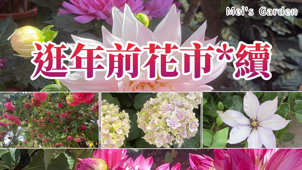 【Mei花園日常頻道】聽說花太多、太美,走不快!?|年花|鐵線蓮|繡球花|日本大理花|杜鵑花|新品花卉|稀有