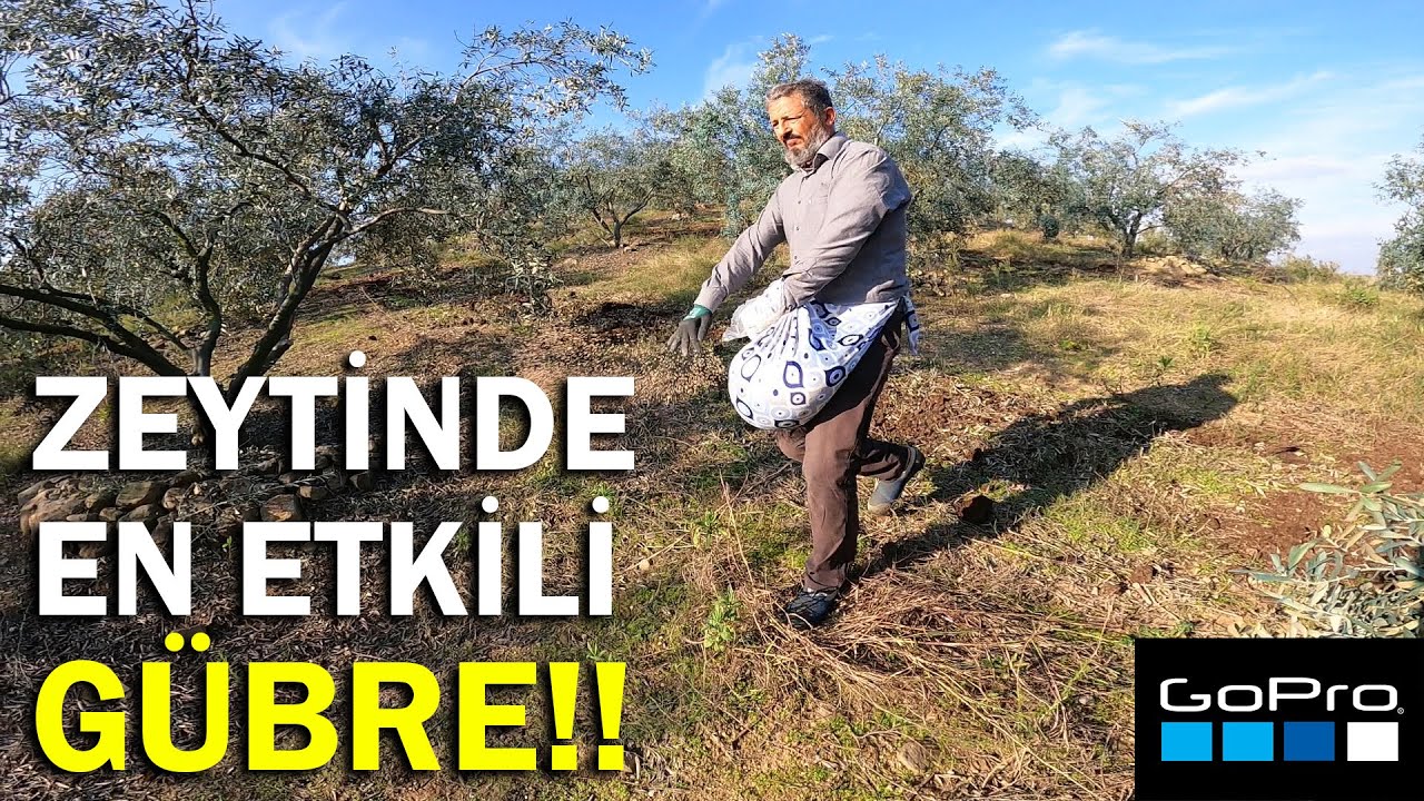 Zeytin Bahçemize Fiğ Ekiyoruz || Tüm Detaylarıyla Yeşil Gübreleme ve Faydaları