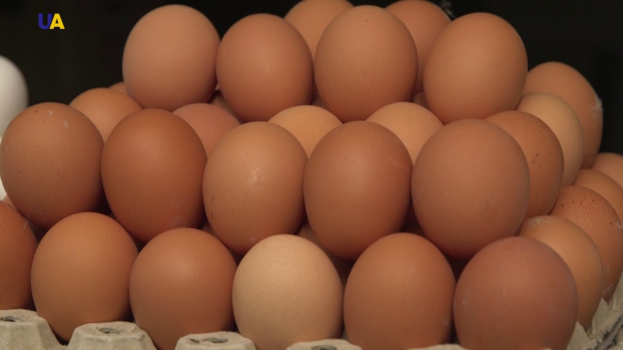 مداجن الدجاج العضوية في أوكرانيا
