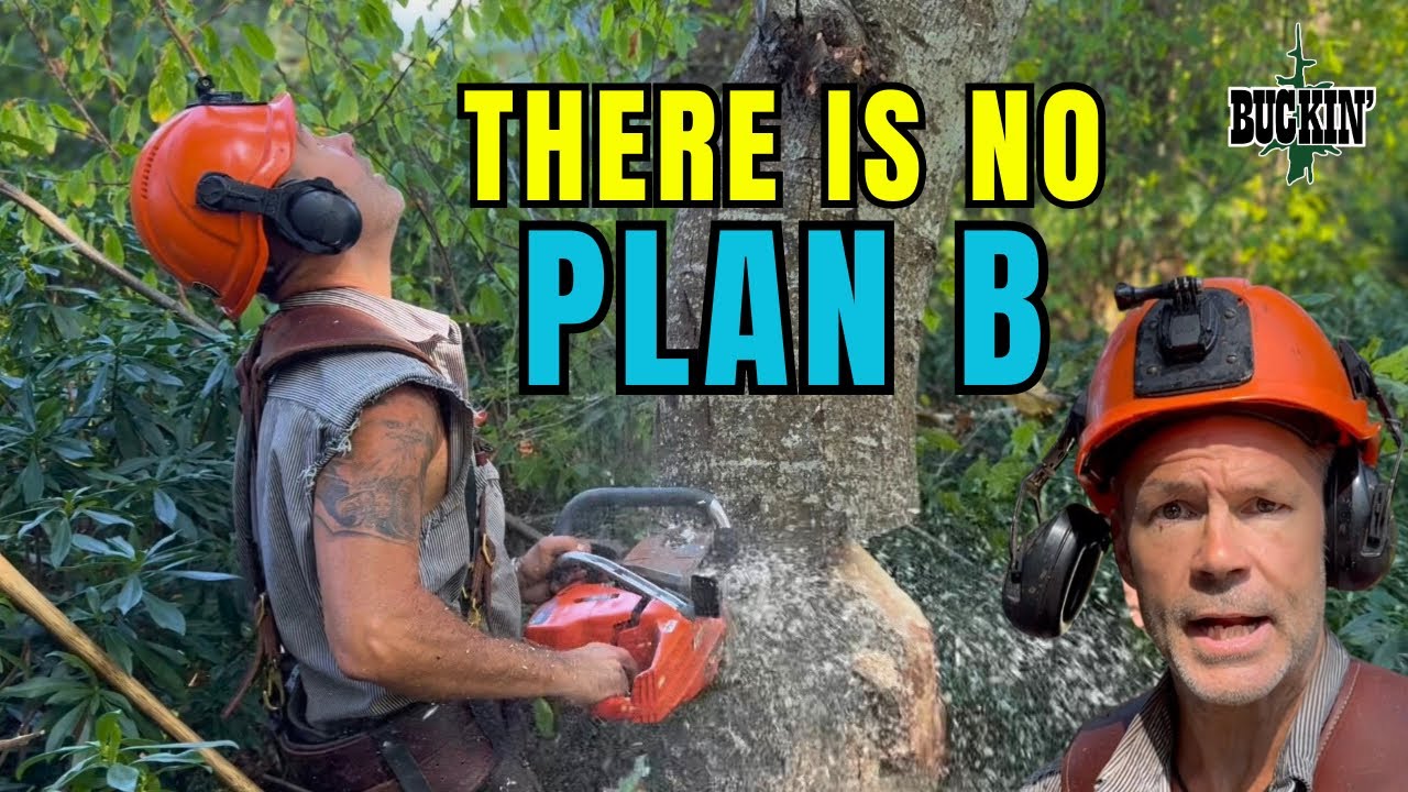 BAD TREE, я полон решимости! Почему я это сделал.