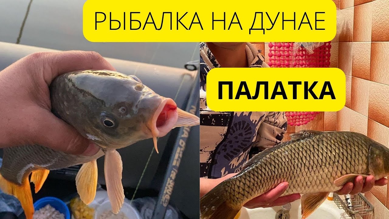 Рыбалка на Дунае! Поездка в ВИЛКОВО! Мега рыба, отдых в палатке! Еда на костре!