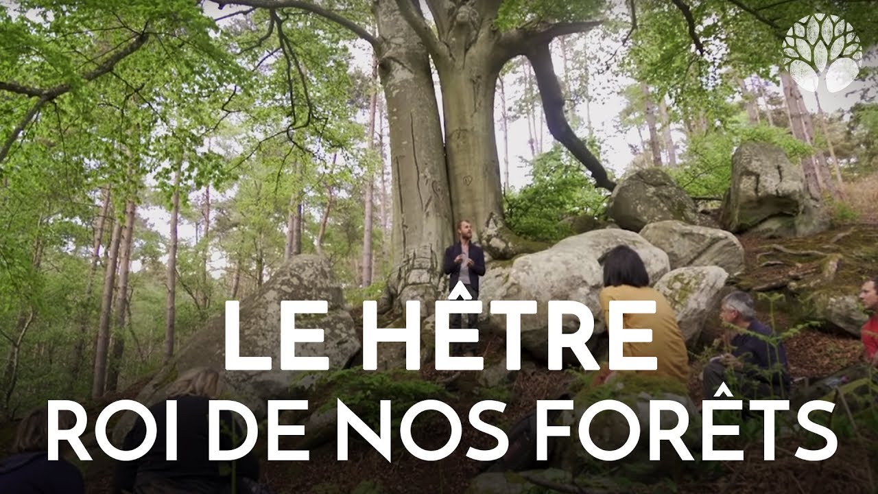 Le hêtre, le roi de nos forêts