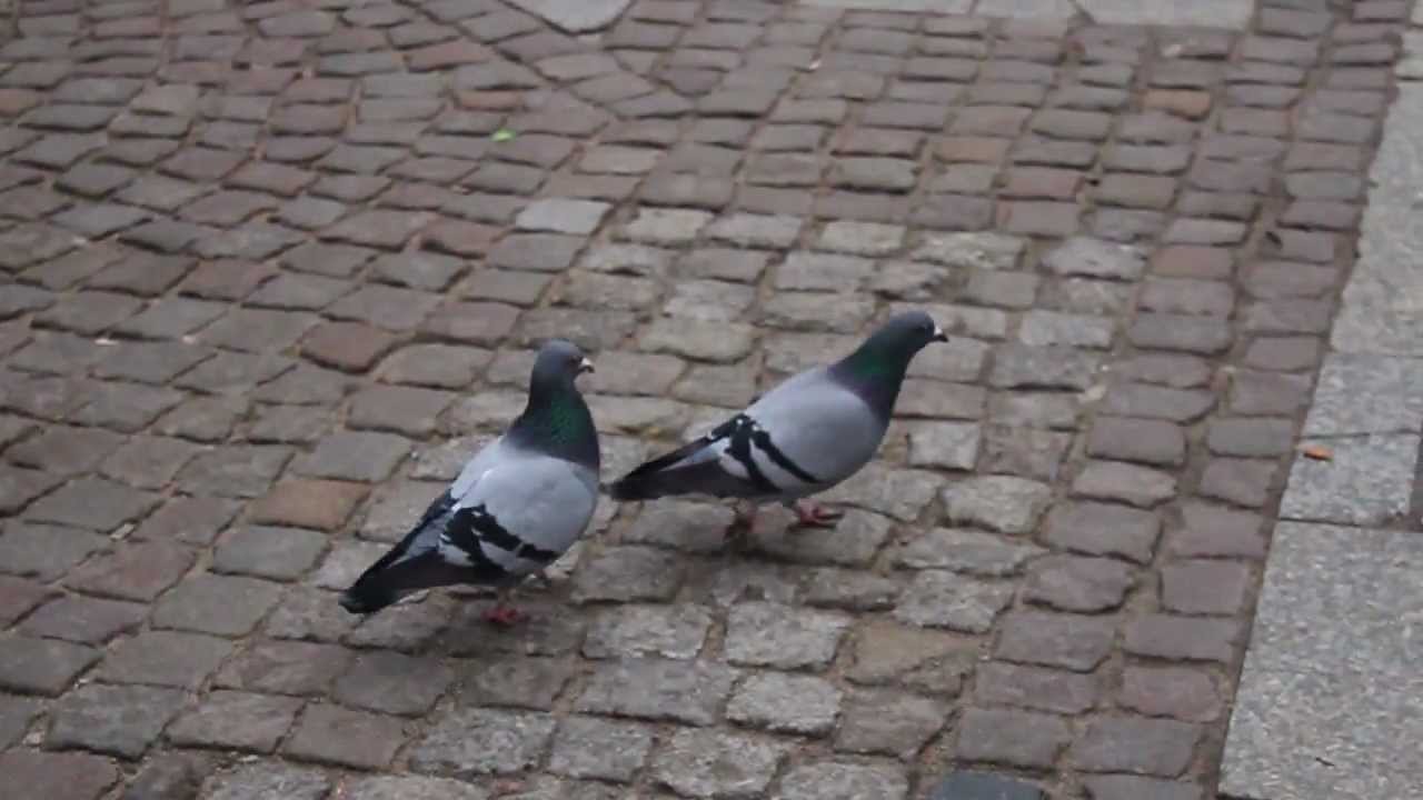 Pigeons