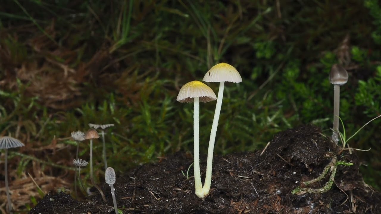 Wild Mushrooms Growing on Cow Dung | Time-Lapse