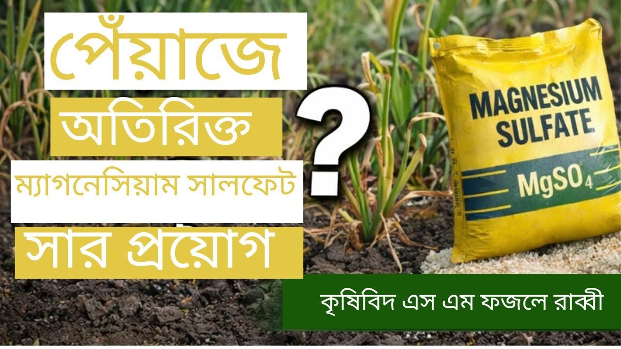 পেঁয়াজে অতিরিক্ত ম্যাগনেসিয়াম সার ব্যবহারে কি ক্ষতি হচ্ছে? জেনে নিন || #কৃষি_পরামর্শ #পেঁয়াজ_চাষ 