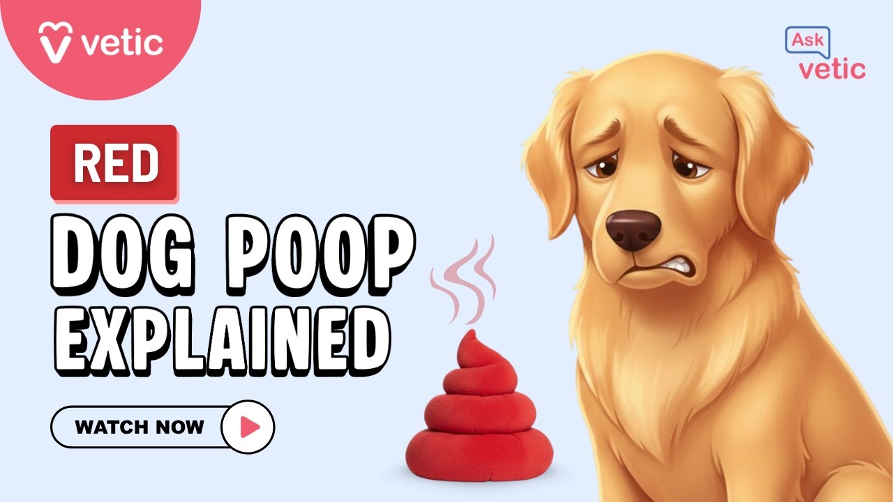 Why Is There Blood in My Dog's Stool? Causes, Symptoms, and When to See a Vet