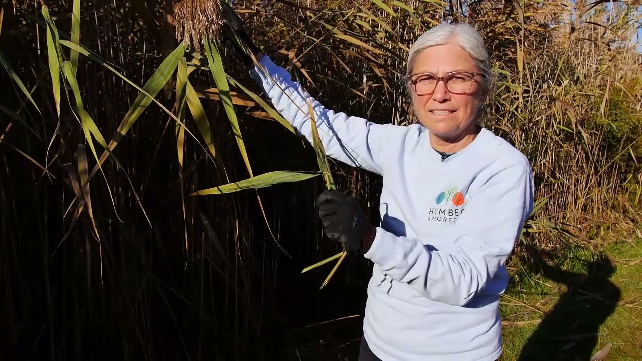 Manual Removal Technique for Phragmites australis | Humber Arboretum