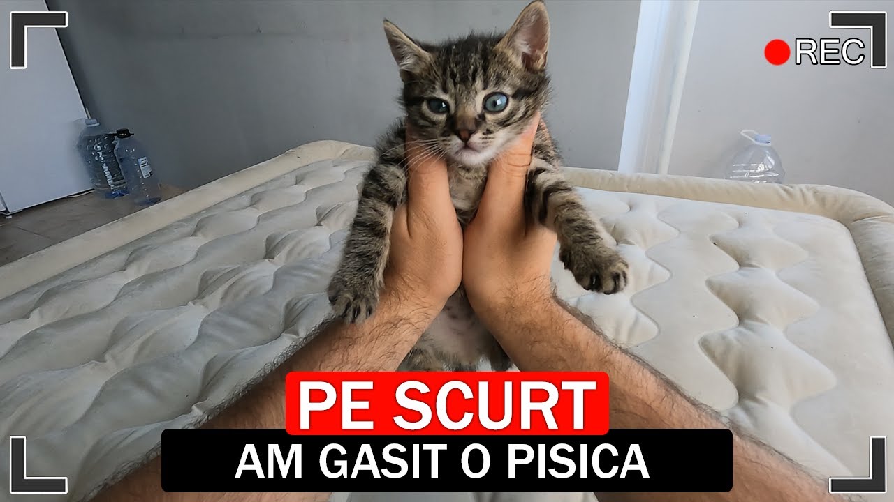 PE SCURT, AM GASIT O PISICA