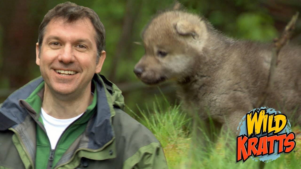 Cute Howling Baby Wolf Pup! | Wild Kratts 