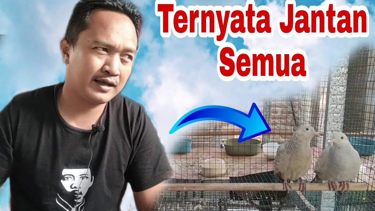 Penjodohan Perkutut Yang Salah Dan Penanganannya
